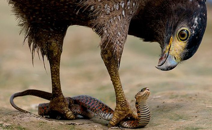 El águila y la serpiente